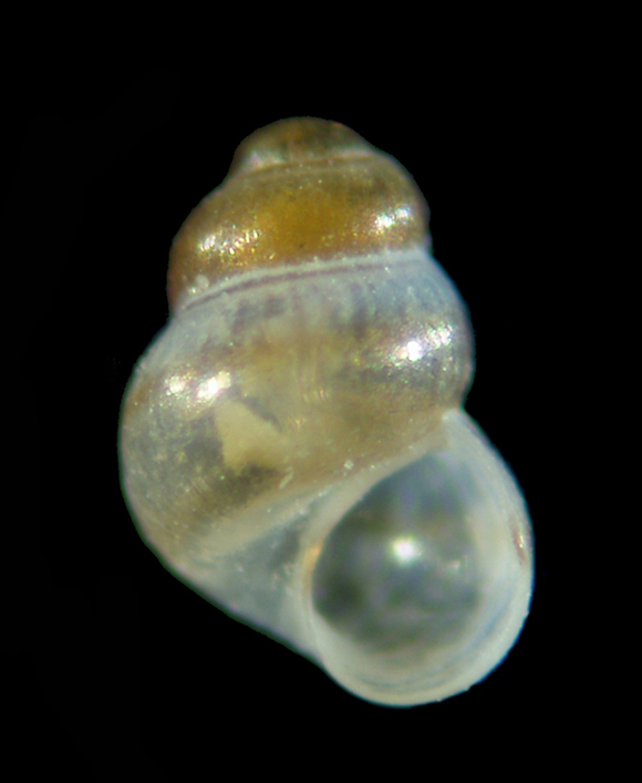 Il genere Setia e Crisilla nel Mediteraneo